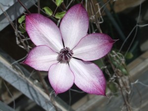 DSCF2042