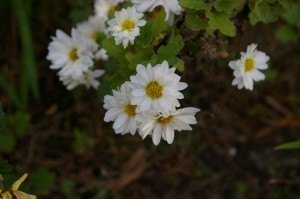 IMGP2003
