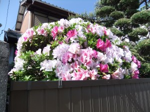 DSCF2488